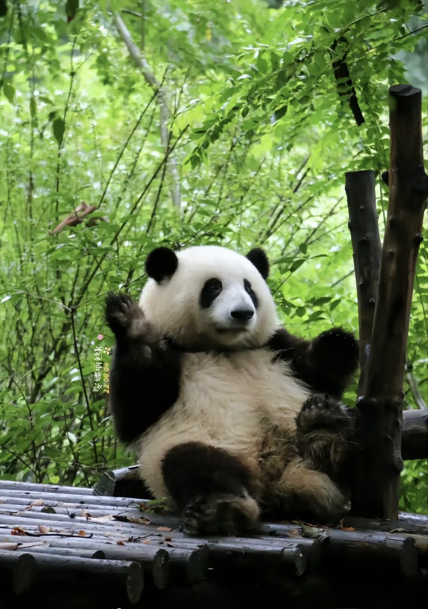 ipandachubby's tweet photo. 🐼🐼🐼 https://t.co/nWNjrMJGfh