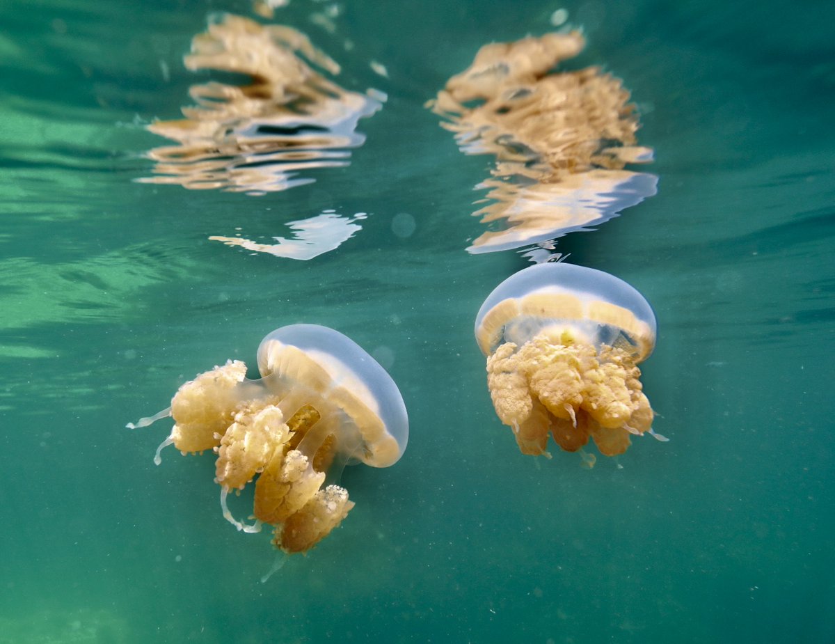 rosieinthewild's tweet photo. Double your impact for our oceans!! ๐๐๐ฆฆ
How? If you donate to @OceanicSociety via @TheGivingBlock right now, your donation will be matched 1:1!
This #FlashMatch won't last long, #ActNow ๐ชธ
๐ท @divedalton
๐Jellyfish Lake, Raja Ampat https://t.co/F7UTP6b6HU