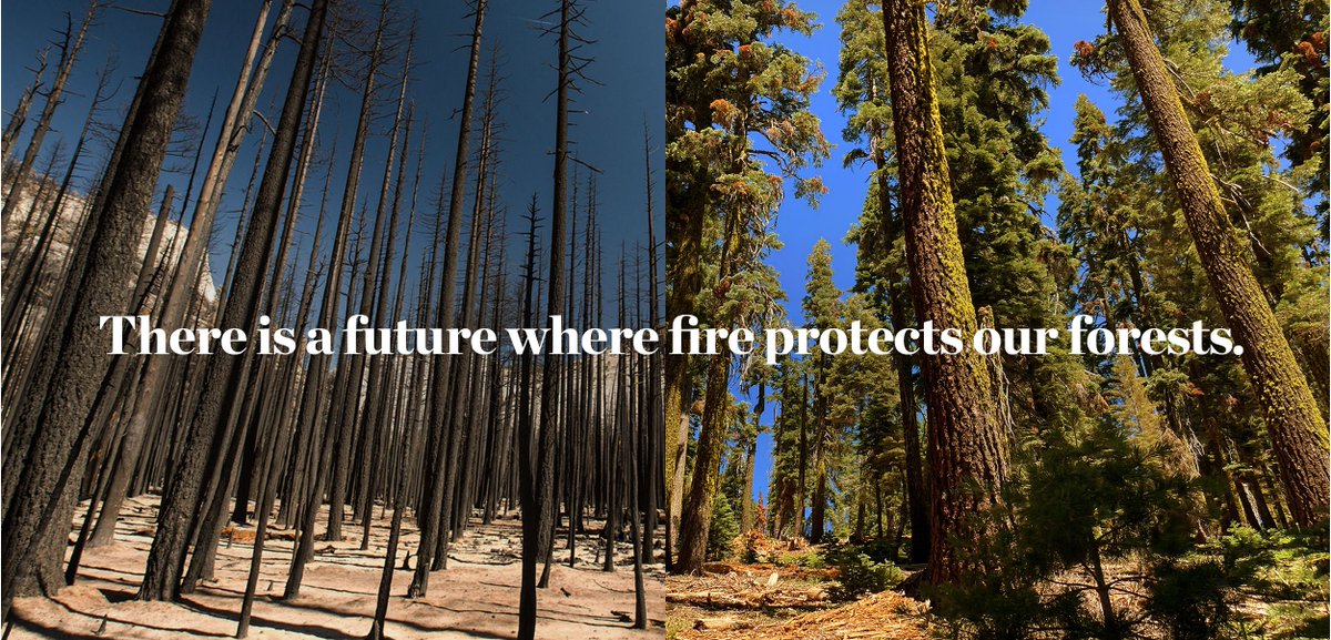 Conserve_CA's tweet photo. It took 100 years to destroy the health of Sierra forests, but with the right resources, we can restore our forests in mere decades. #CAForests
Science shows Ecological Forest Restoration works. Learn about TNC's plan to restore the Sierra Nevada: https://t.co/w4B8rwLLR7. https://t.co/SIHPjW9E75