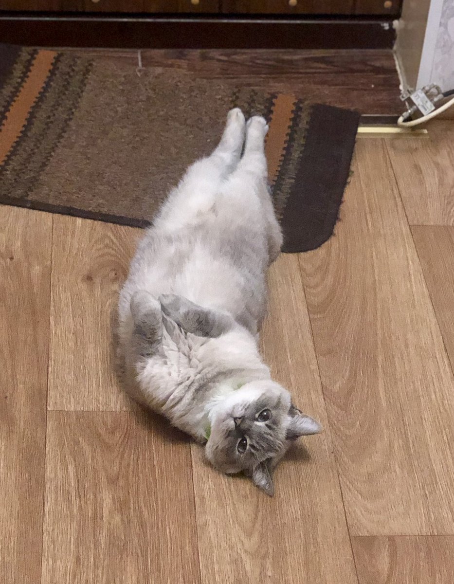 purple_foxa's tweet photo. Eva cat waiting for crypto news #Evacat #cryptocat #crypto #cat #кіт #кот #chill #relax https://t.co/spdw1IEtuE