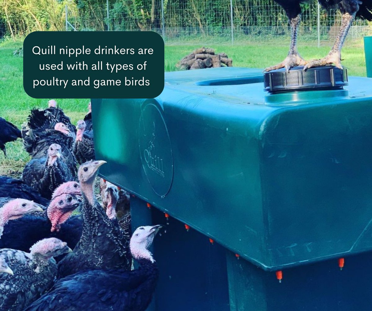 QuillProd's tweet image. Avian Influenza: Disease in birds is easily spread via the water in open drinking containers.

“Prevent your birds from accessing open water that may be contaminated….Sealed nipple systems can be considered.” (DEFRA 2022) 

#biosecurity #avianinfluenza #avianflu #birdflu