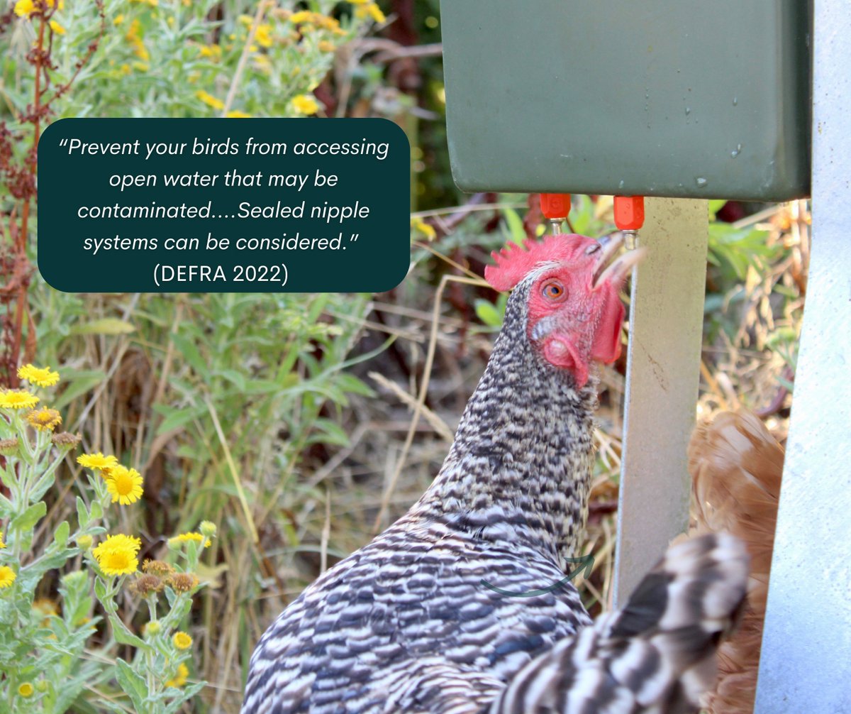 QuillProd's tweet image. Avian Influenza: Disease in birds is easily spread via the water in open drinking containers.

“Prevent your birds from accessing open water that may be contaminated….Sealed nipple systems can be considered.” (DEFRA 2022) 

#biosecurity #avianinfluenza #avianflu #birdflu
