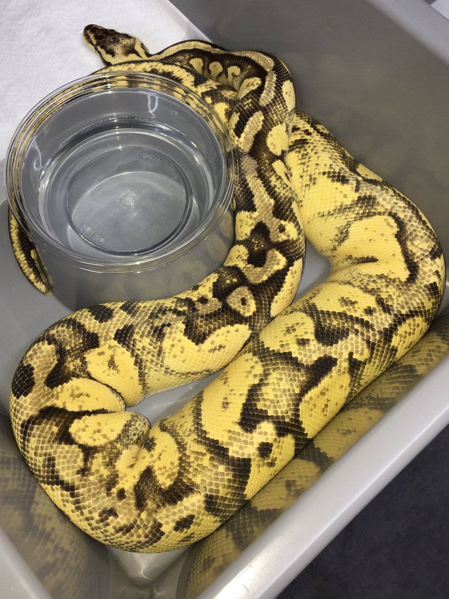 1993_pon's tweet photo. む ち っ

#ballpython https://t.co/OoYNlqo32m