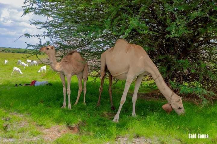 ghmsomalia's tweet photo. Reebanti Valley the closest valley to the main land #Hawd and about 100km North of Garowe. What makes this valley unique is rural communities conserved and protected it and that is what makes this valley so green and clean.
#greenhopemovement #rajadacagaaran https://t.co/dUYtXAoq9l
