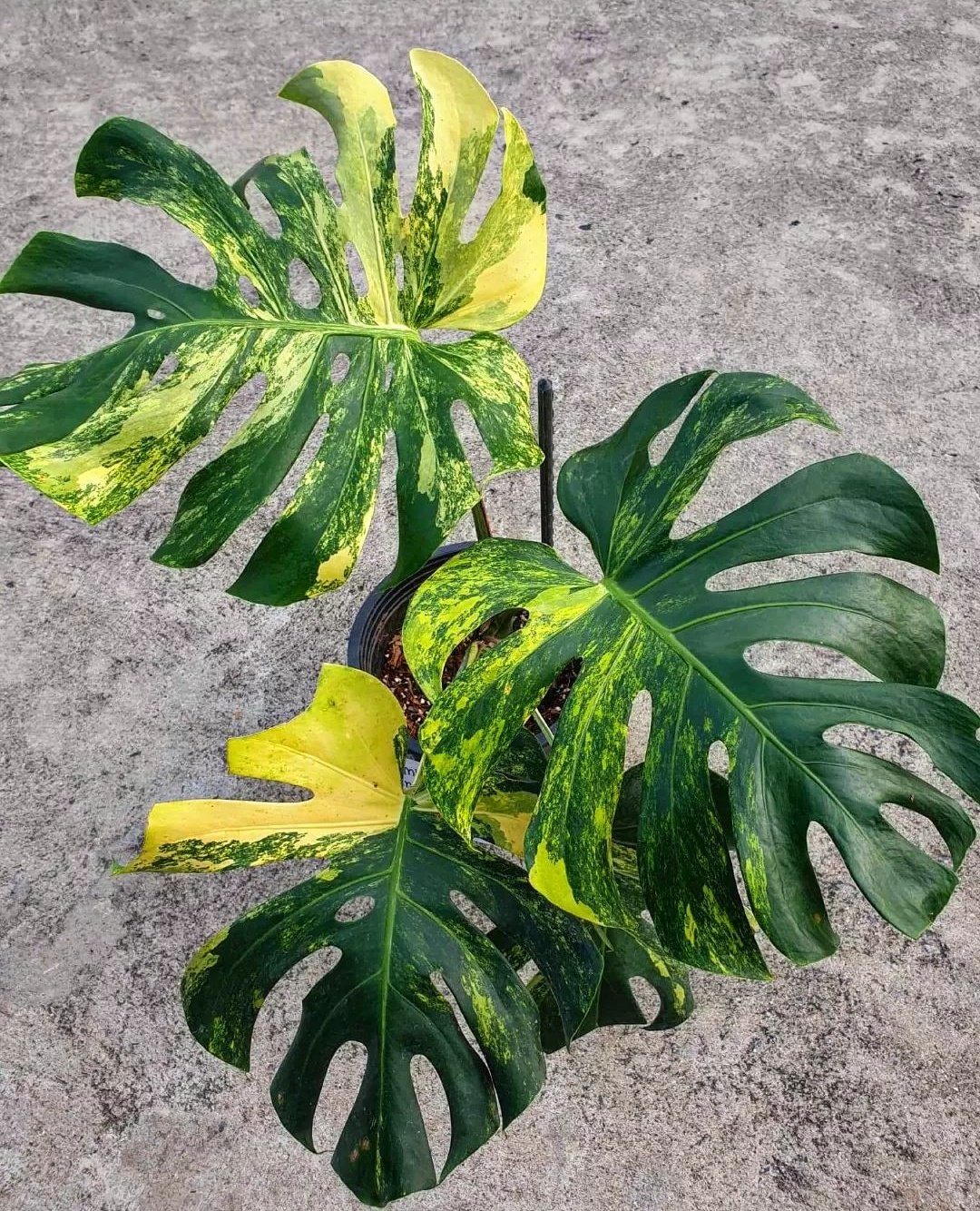 Monstera Deliciosa yellow Marilyn /黄斑 2 | symposium.rest Monstera Deliciosa yellow Marilyn /黄斑 2 | symposium.rest