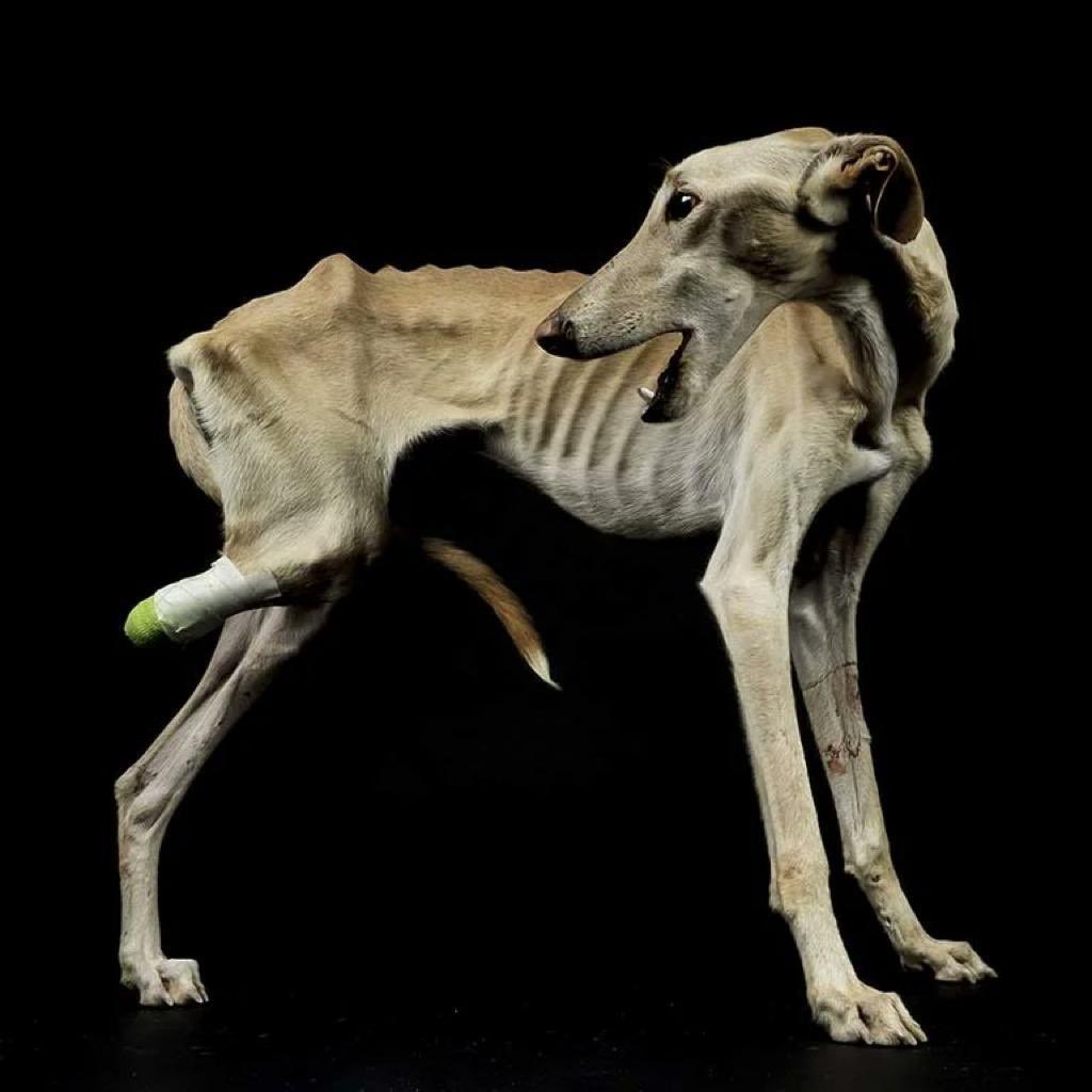 GladiadoresPaz's tweet photo. Pudimos haber cambiado voto por enmienda, pero preferisteis apoyar a quienes, vaya, votan a la ultraderecha.
Aún estáis a tiempo de rectificar, los animales necesitan protección ante sus maltratadores.
#ElNuncaLoHariaPSOE @santicl @sanchezcastejon  @patxilopez @psoe @gpscongreso https://t.co/xvg0mdLOQy