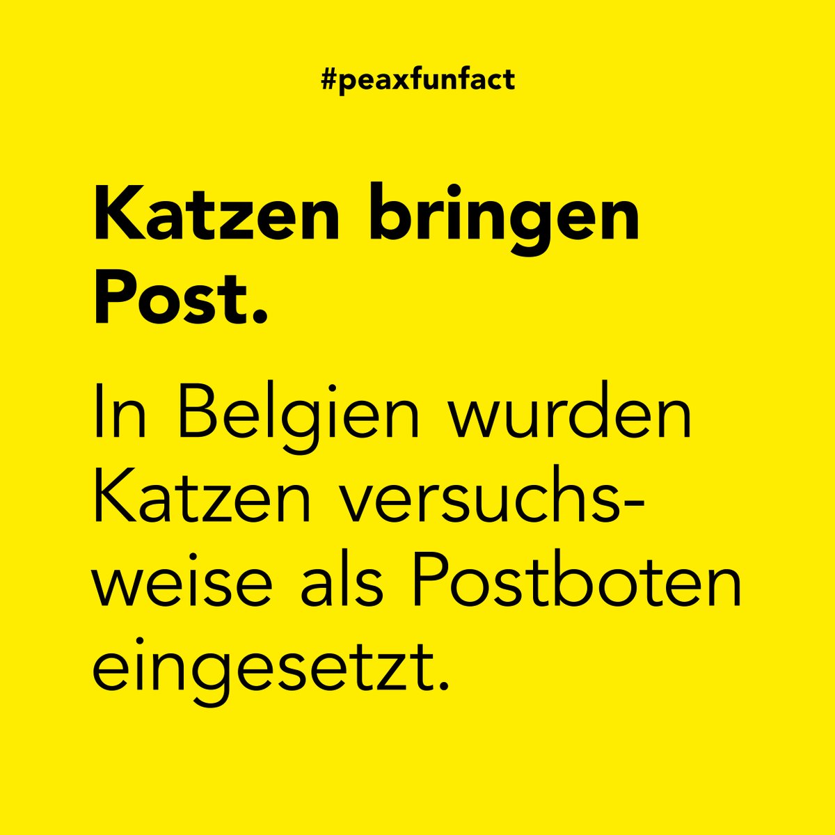 🐱 In Belgien wurden im Jahr 1870 Katzen dafür benutzt, um Briefbündel aus der Stadt in die umliegenden Dörfer zu befördern. Natürlich ohne Erfolg – und so werden Katzen seit diesem Experiment auch in Belgien wieder für Arbeiten, die ihrem Skillset entsprechen, eingesetzt. 🐾