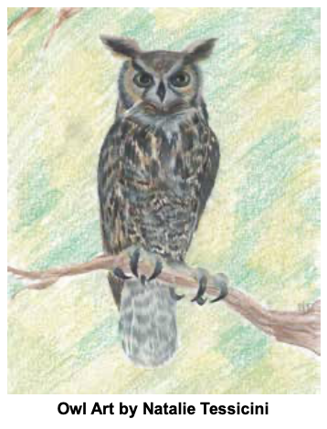 Rhode Island is home to eight owl species that are either here all year or for a few months at a time. One who drops in is the great horned owl; you can read more about this species of owl in James Gass’ Nature of Things on page 35 of our November issue!