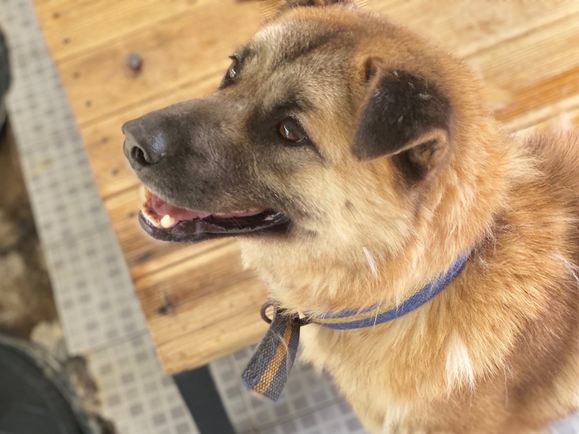 thousandandpets's tweet photo. Young Woong (Hero)/ Mix/ Boy/ Age (?)/ 22kg/ Vaccinated/ Heartworm Negative/ Neutered

The combination of the round face and drooping triangular ears is cuteness itself♡ 
He is full of winsomeness!

DM for more info!

#AdoptDontBuy #AdoptDontShop #Gwangjuanimalshelter #RescueDog https://t.co/uh9VjFBGLP