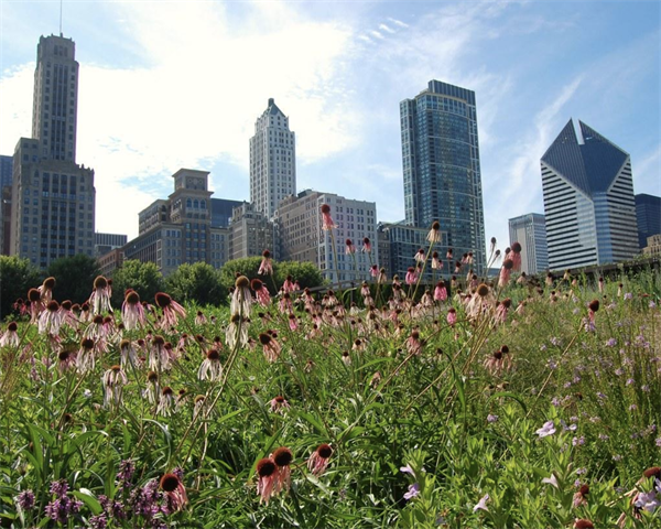 JoinBPA's tweet photo. A healthier, climate-resilient, and more affordable Chicago starts with buildings free of toxic emissions, carbon pollution, and expensive fossil fuels. Read more on the #BPAJournal about Chicago's plan for clean, healthy, and affordable buildings. https://t.co/6o1hVJ8zT9 https://t.co/nqKX5Z6wrJ