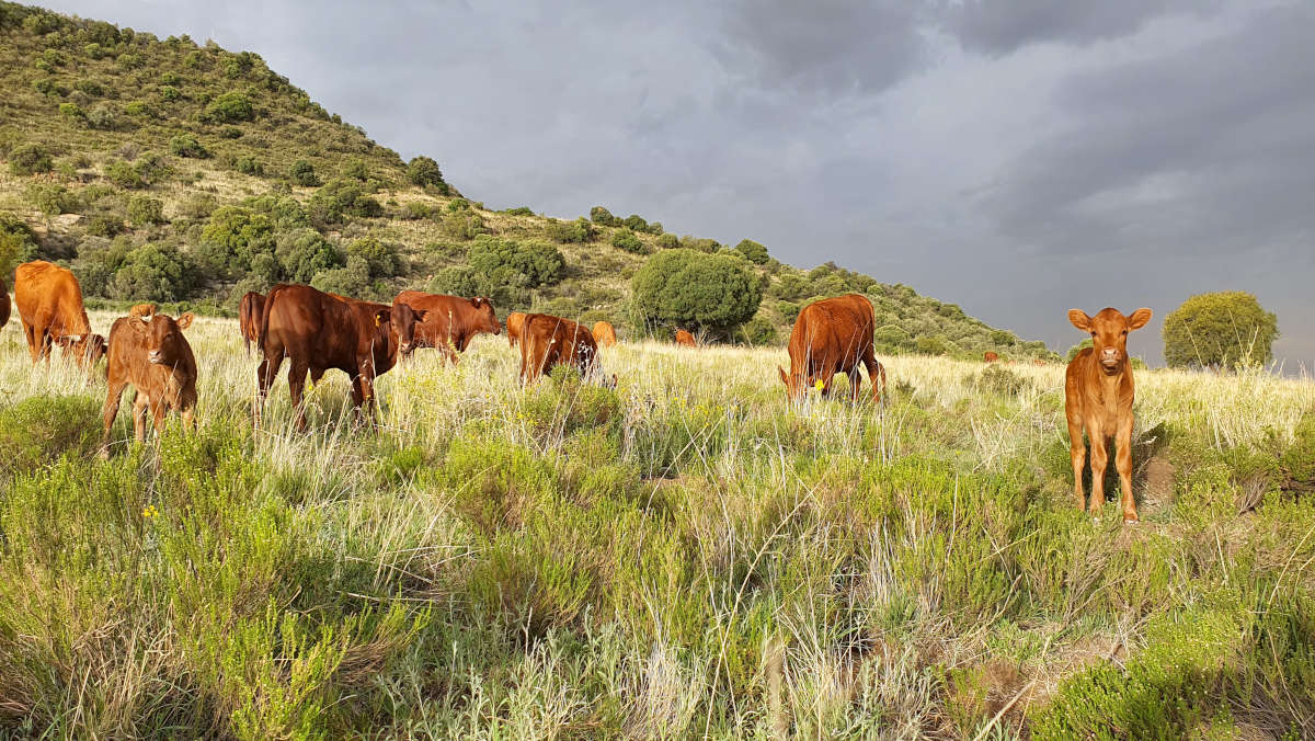 Stockfarmmag's tweet photo. Phosphorus is one of the key minerals that must be supplemented in grazing animals. In ruminants, phosphorus plays a crucial role in the rumen. Read more: https://t.co/mRzXue3jMB
#Feedtek #Feedtekproducts #FeedtekQuality #AskForFeedtek #ProudlyFeedtek
#MixFeedtekFeed https://t.co/041TBhH5wK