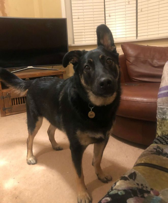 Please retweet to help Max find a home #ESSEX #UK 

German Shepherd Cross aged 2, looking for an EXPERIENCED home as he can be protective. He can live with older children and may benefit from living with another dog🐶✅

DETAILS or APPLY👇
gsrelite.co.uk/max-45/
#germanshepherd