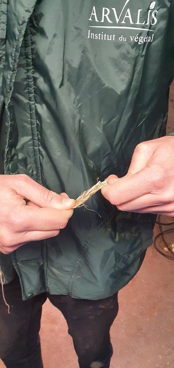 Belle diversité d'échantillons de #lin🌱 issues des #essais <a href="/Arvalisofficiel/">ARVALIS</a> 2022. objectifs🎯: des niveaux de rouissage différents afin de tester des capteurs et approcher un "indice" de rouissage pour compléter l'expertise humaine🧐 projet EVAL'IHS <a href="/Plant2Pro/">Plant2Pro</a>