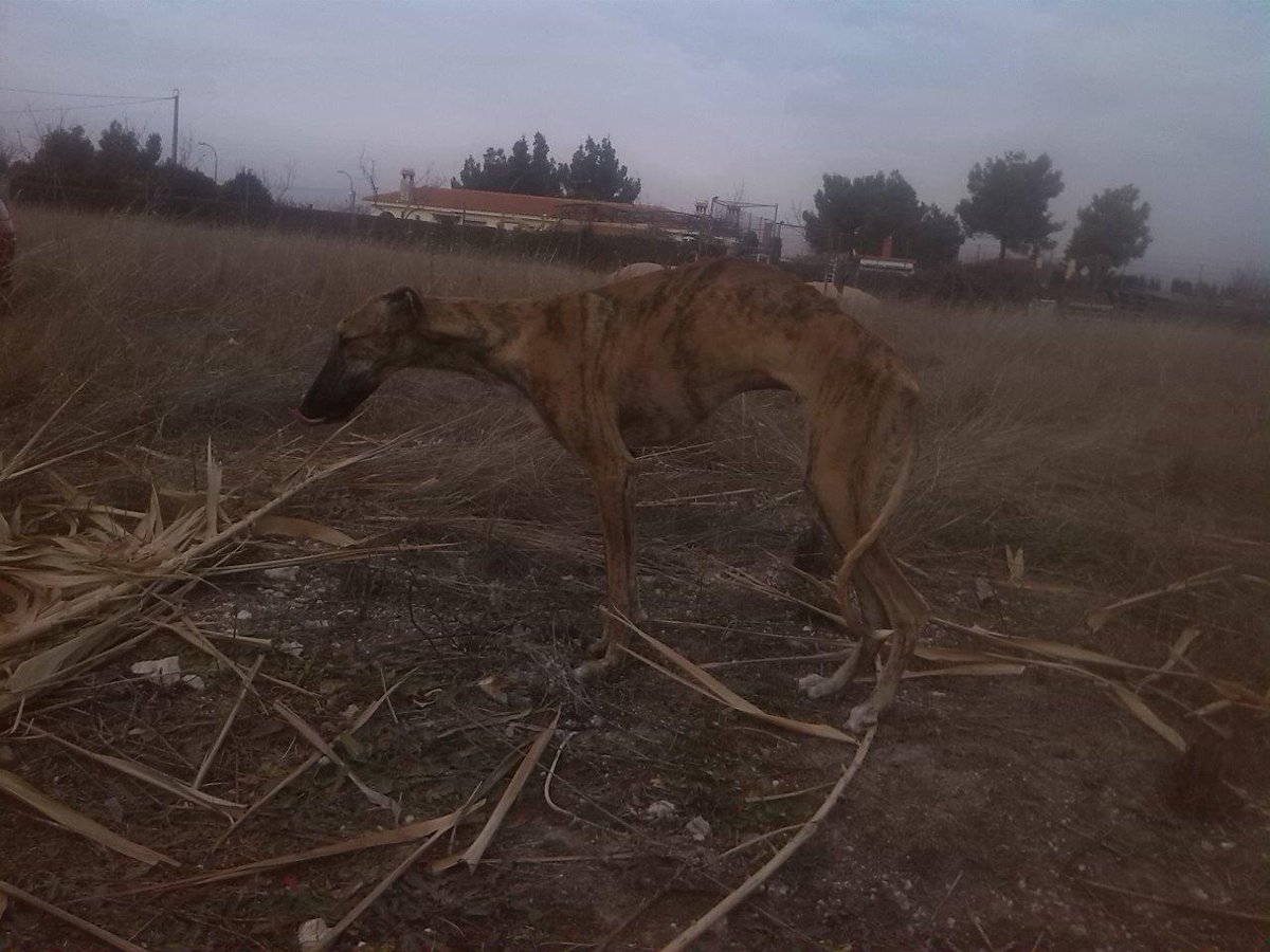 SoleAmares's tweet photo. 🔴 Empatía. Ley de protección animal para todos los perros #ElNuncaLoHariaPSOE @santicl @sanchezcastejon  @patxilopez @psoe @gpscongreso https://t.co/0mXFVvfqRm
