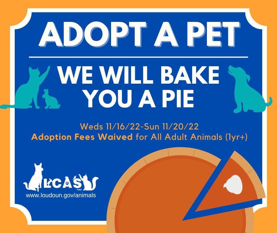 🧵1/4 It's back again! Our favorite adoption promo of the year - PIES AND PETS! Confused? Read on - cats, dogs, buns, pie and fee waived adoptions await!