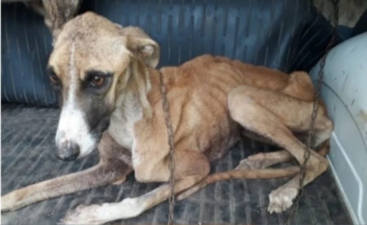 EntreGalgos's tweet photo. Retiren la Enmienda.
Los Perros de caza NO pueden quedar excluidos de la Ley de Protección Animal.
NO los traicionen. #ElNuncaLoHariaPSOE @santicl @sanchezcastejon  @patxilopez @psoe @gpscongreso https://t.co/twnhuxwbaa