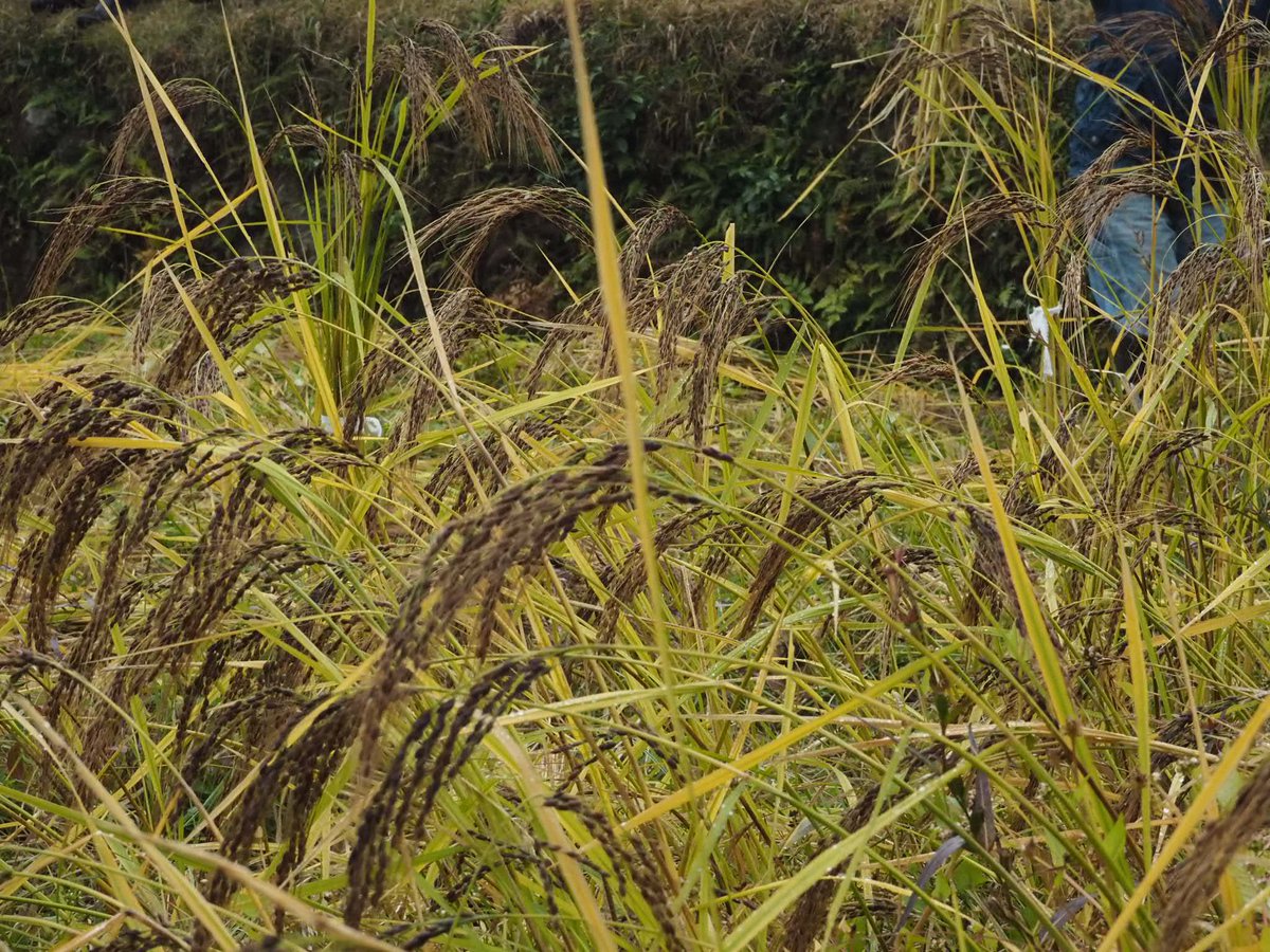 自然農のお米づくり3年目

今年も豊作です🌾

自然農に出会って人生がガラリと変わりました。

生きることも学ばせてもらえる。
#自然農
#赤目自然農