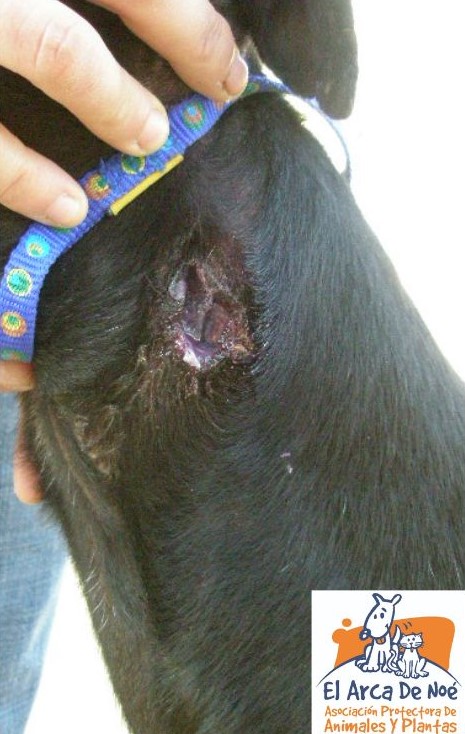 ArcaDeNoeAB's tweet photo. Félix. Herido en el cuello para extraerle el microchip salvajemente.
Así tratan a sus animales aquellos que dicen quererlos tanto.
@sanchezcastejon @psoe @patxilopez @gpscongreso @santicl
#ElNuncaLoHariaPSOE https://t.co/ULMuYkI0tV