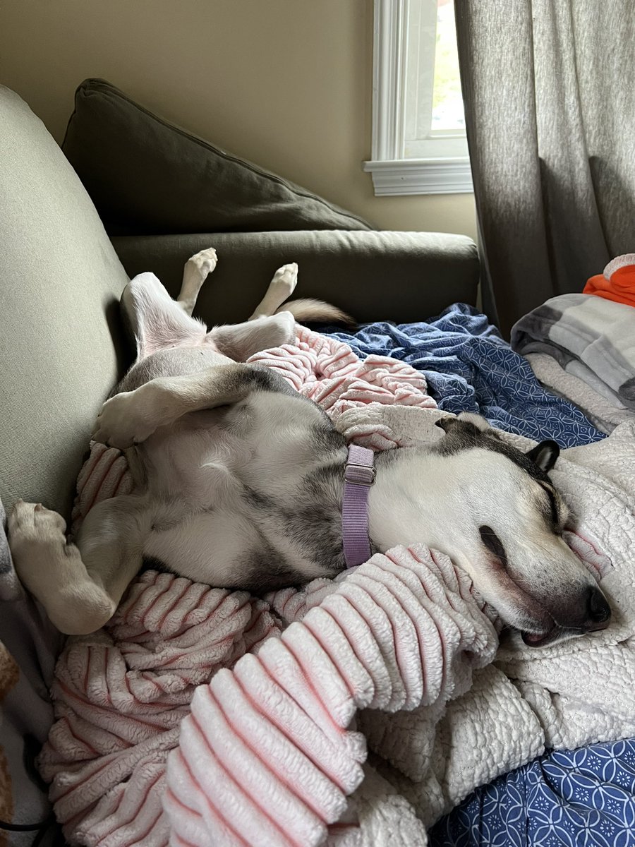 EM_SQL's tweet image. Please don’t take this as commentary on the quality of the on demand content I’ve watched so far, but my fellow attendee for the virtual #PASSDataCommunitySummit is clearly not engaged, yet. I’m sure the keynotes will pump her up tomorrow, though!