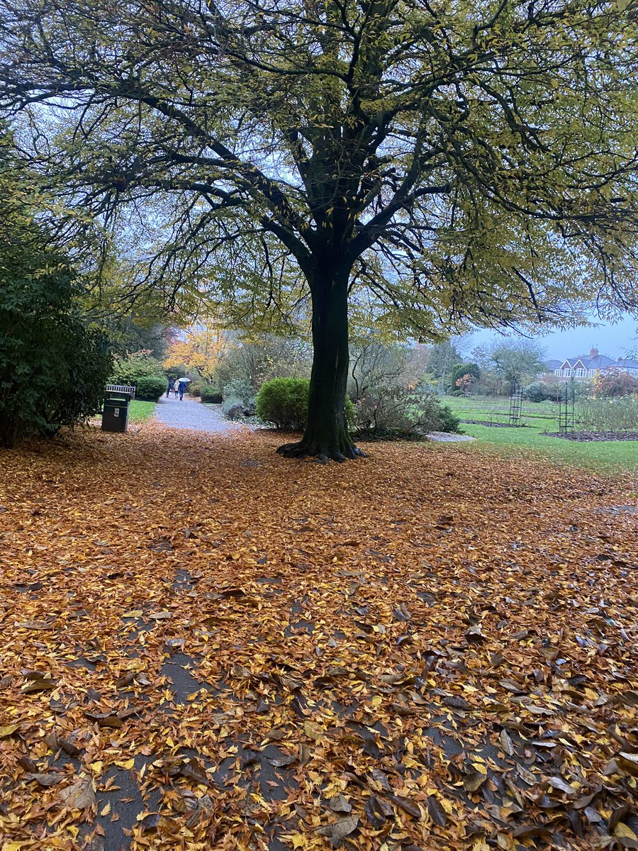 Miss_Tiley1's tweet photo. Lovely nature walk this afternoon at Roath Park! 🍂🌷#walkingcurriculum #nature https://t.co/i0J6BvFOaM
