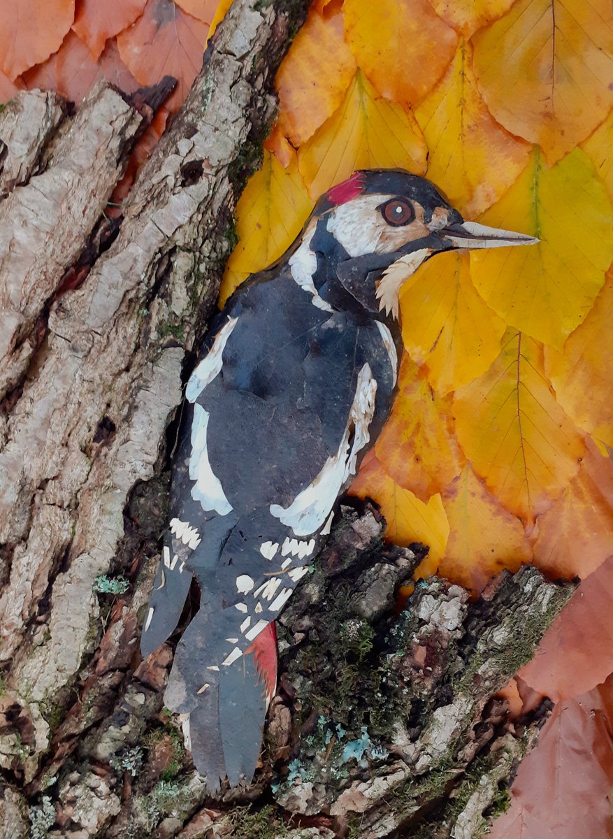 I've been playing with leaves again, so here's a Great Spotted Woodpecker. Made entirely from fallen leaves,  petals and some bark. 🍂#CompostableAutumnArt @RSPBEngland