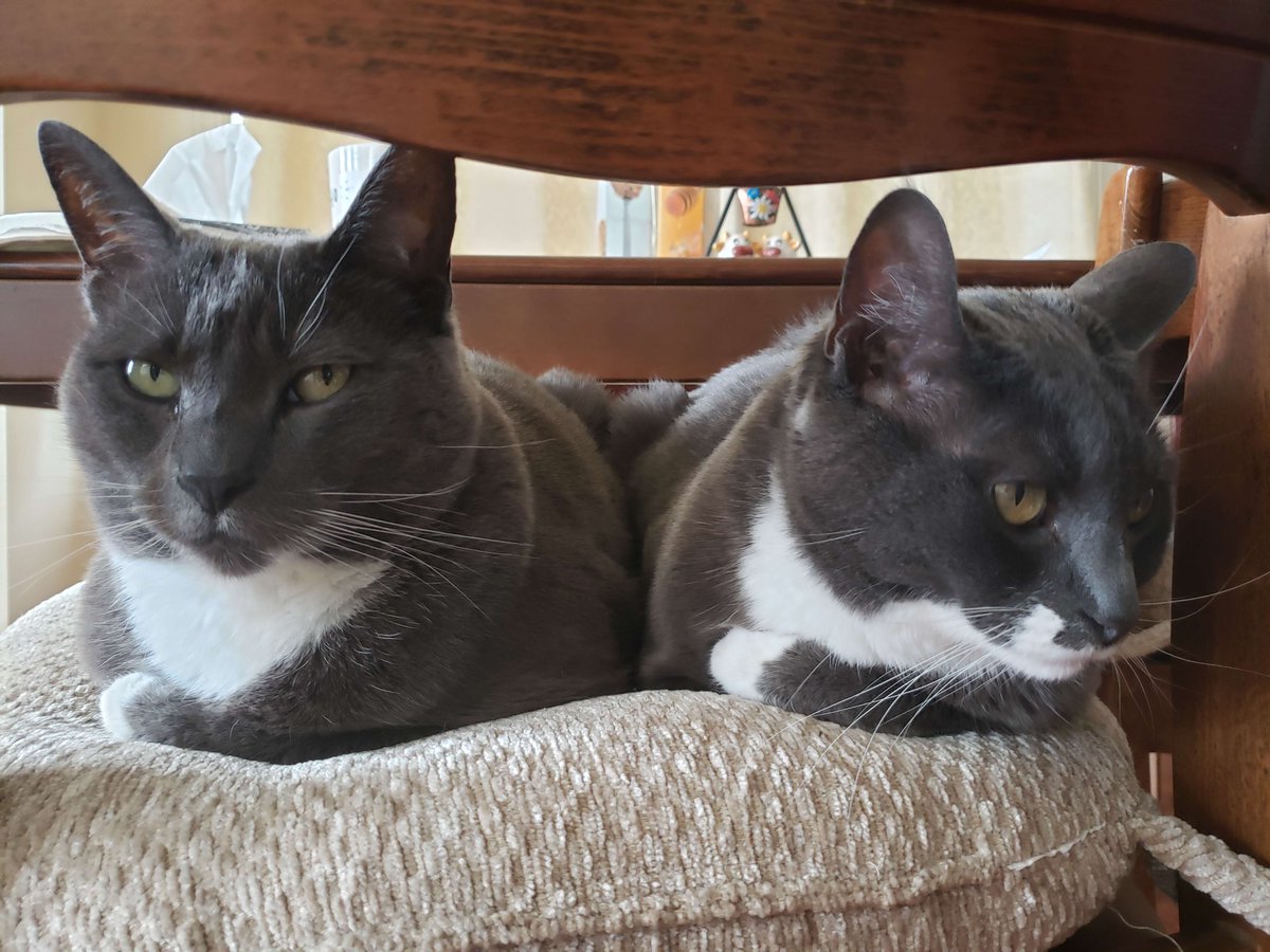 Roku_Avata's tweet photo. @NISAmerica #TrailsToAzure #CrossbellPets My cats Haru and Kimmy.  I've been playing this series a lot lately~ https://t.co/HniuPJE3Pi