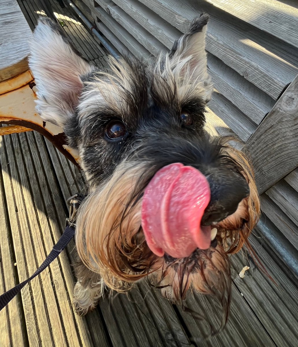 Happy #TongueOutTuesday 🐶 One of my best yet!🐾
⁠
#schnauzerlife #schnauzersrule #schnauzer #schnauzers #schnauzerworld #minischnauzer #dog #dogoftheday #dogsoftwitter #buzbybluebeard #schnauzerlove #gifts #cards #stationery #giftsforfriends #giftsforschnauzerlovers #doggifts