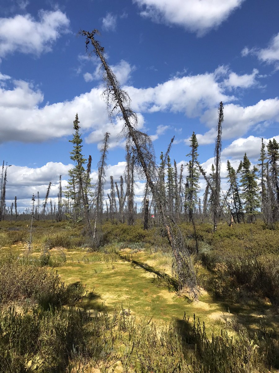 queenofpeat's tweet photo. Sinkholes, landslides, exploding craters, &amp; burping lakes. These catastrophic changes are caused by permafrost thaw &amp; they can release ancient carbon to the atmosphere. Without rapid decarbonization,permafrost will become a major global emitter. 

Permafrost - best served cold. https://t.co/XIxFdkozJO