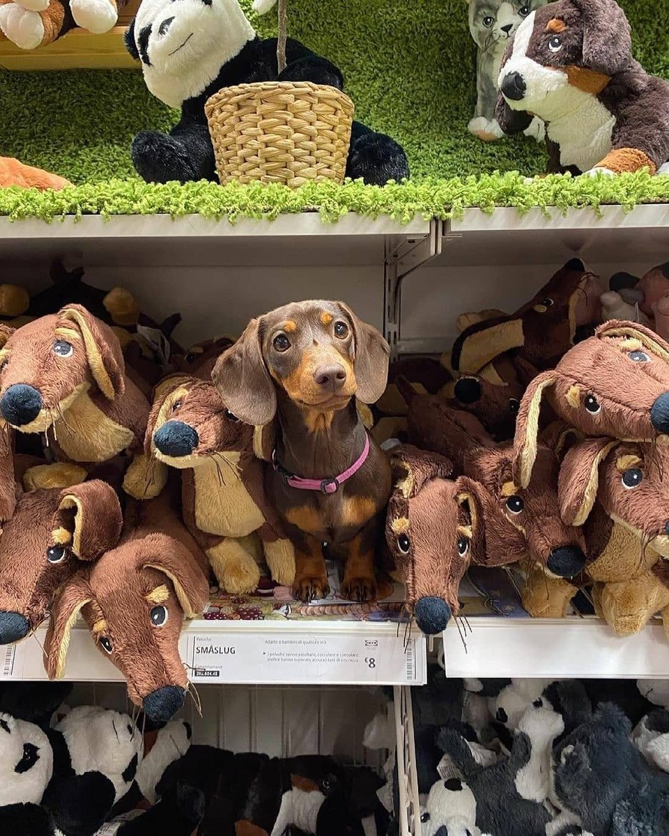 dachshundlovez's tweet photo. Can you find me? 🙈😄
#dachshund #dog https://t.co/9MvlRNuVMe