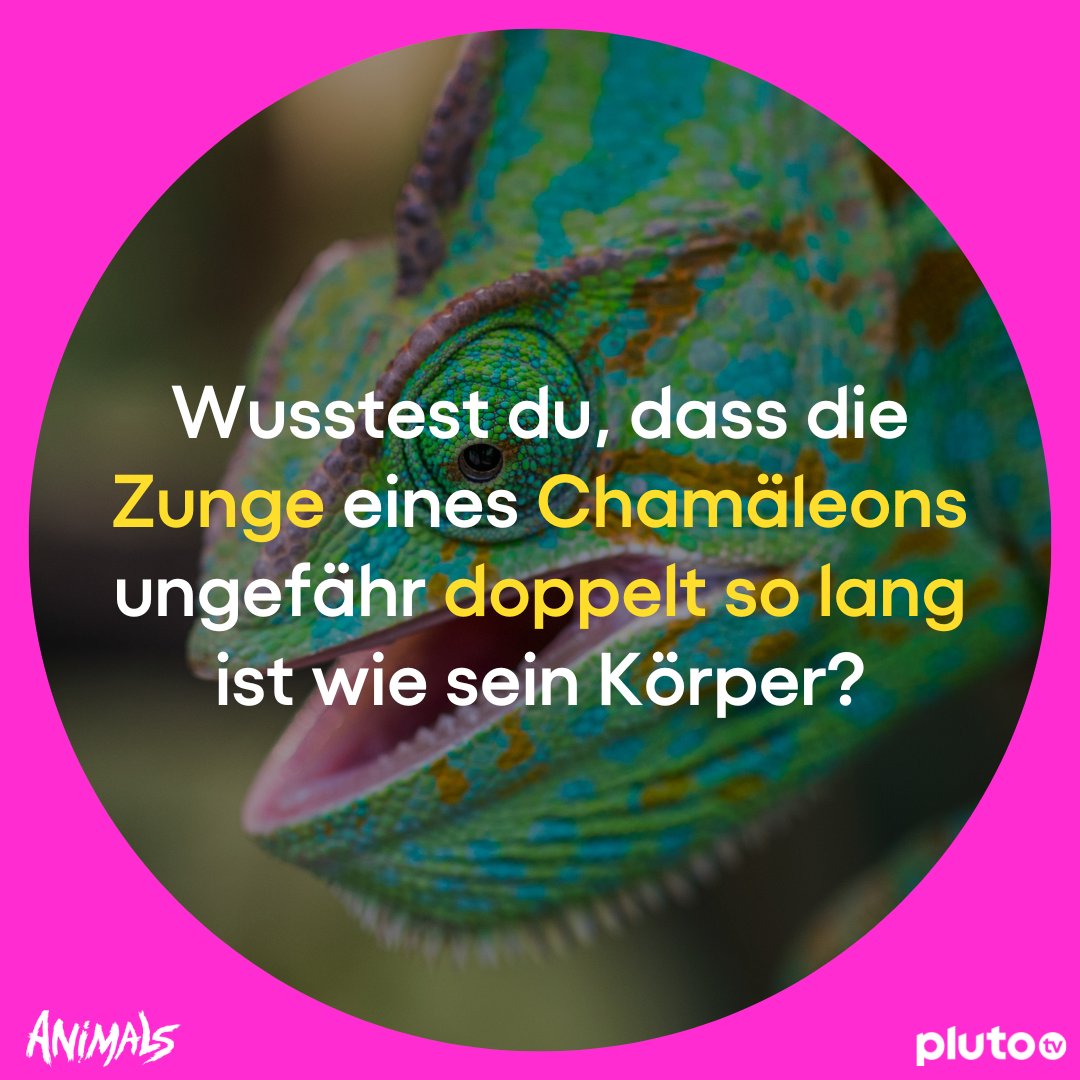 Pluto TV Deutschland (@PlutoTVDACH) / Twitter Pluto TV Deutschland (@PlutoTVDACH) / Twitter