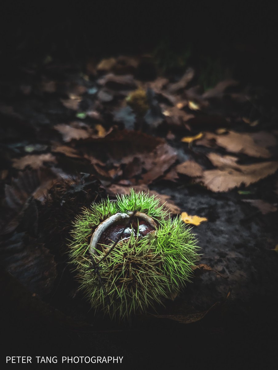 PeterTangPhoto's tweet image. Moody composition for a moody rainy tuesday
.
.
#moodycapture #moody #photooftheday #dark_macro_art #nature #moodynature #picoftheday #nature_perfection #naturalbeauty  #NaturePhotography #naturelovers