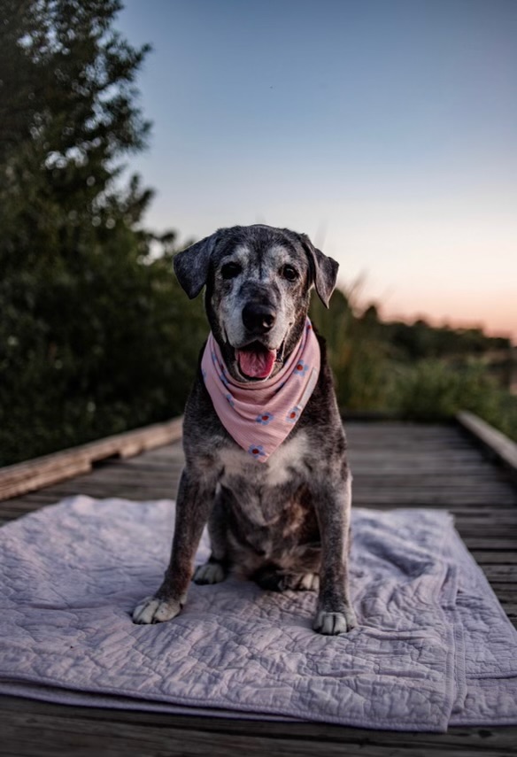 gardenandgun's tweet image. Annie, a black Lab mix, was rescued from a shelter at 19(!) years old. And now she fills her days with gentle fun: ow.ly/FF1N50LEhMX