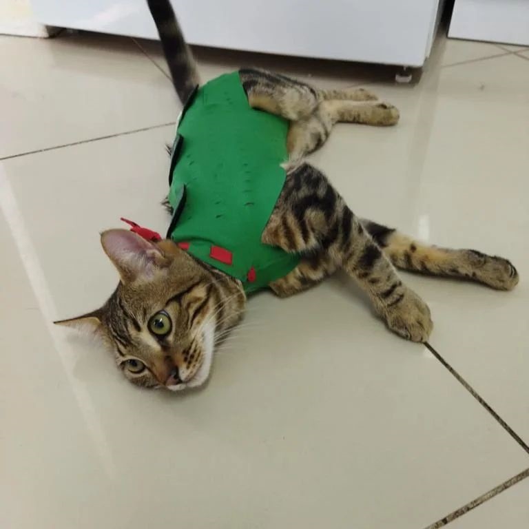 Winpet Yara Koruyucu Korse rahatlığı sayesinde, minik dostlarımız operasyon sonrasında sağlıklı bir süreç geçirir.
Bayi Kliniklerimizden BALIKESİR
Bandırma Veteriner Kliniği;
Hastarının,
✅ Konforunu,
✅ Güvenini,
✅ Hijyenini,
✅ Mutluluğunu,
Önceliği kabul ediyor.