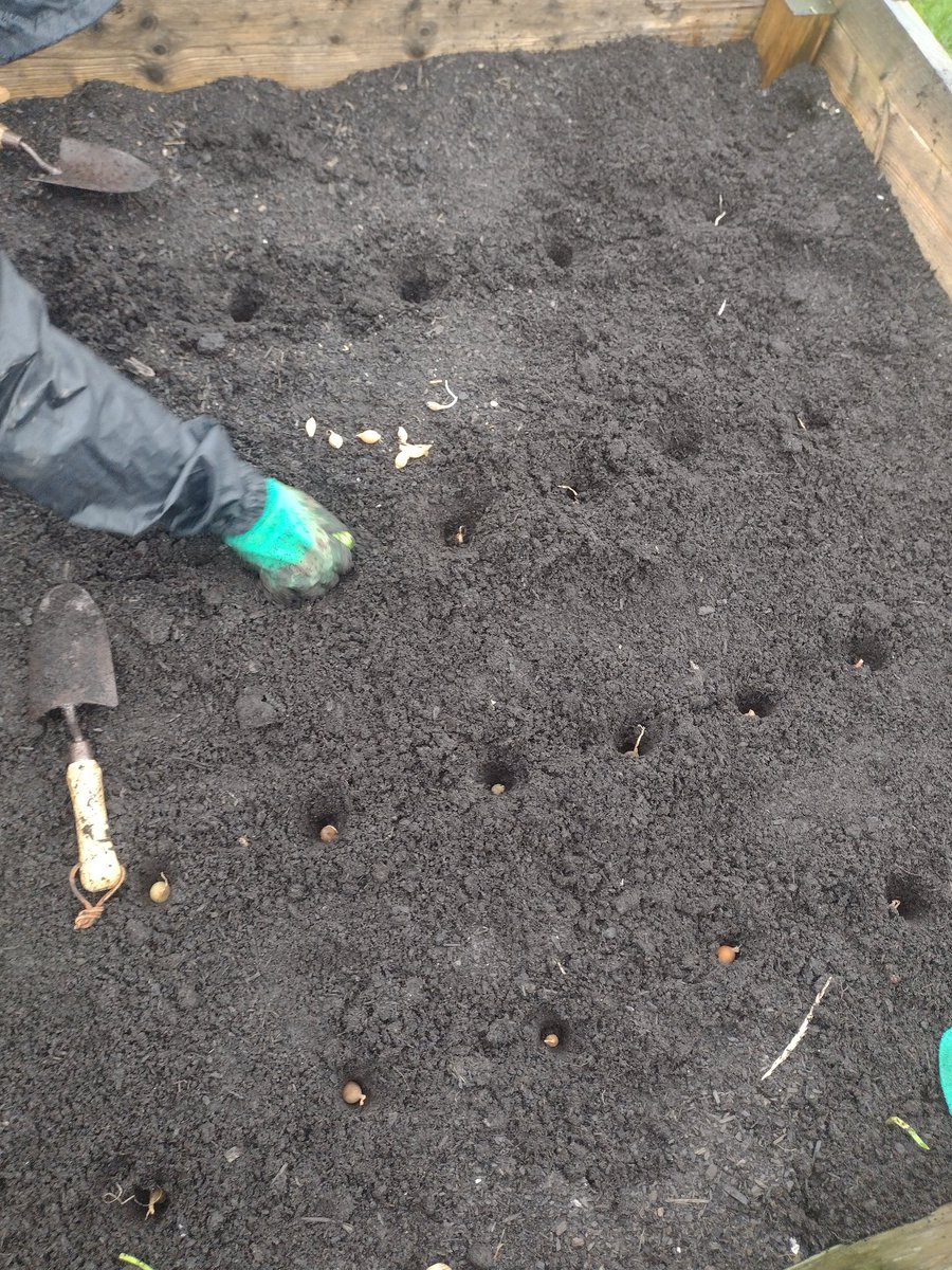 Well done to the hardy members of gardening club who gave up their lunch and braved the weather to plant onion and garlic. #growyourown #gardenclub #sustainableschool #globalgoals