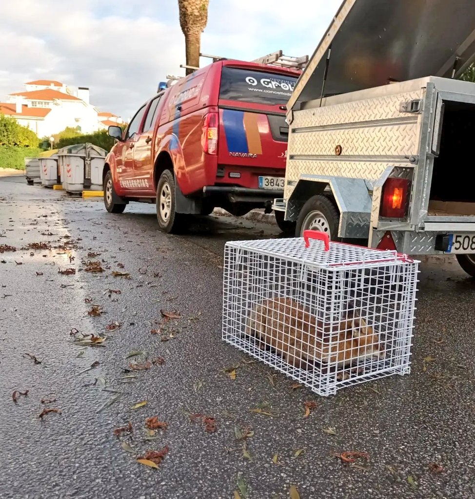 112Grove's tweet photo. As veces a fauna local fai visitas 🐾 inesperadas, neste caso foi na Illa da Toxa. 
Este raposo 🦊foi enviado ao centro de recuperación de fauna xa que parecia non estar nas condicións adecuadas. https://t.co/9ChfLgKfBl