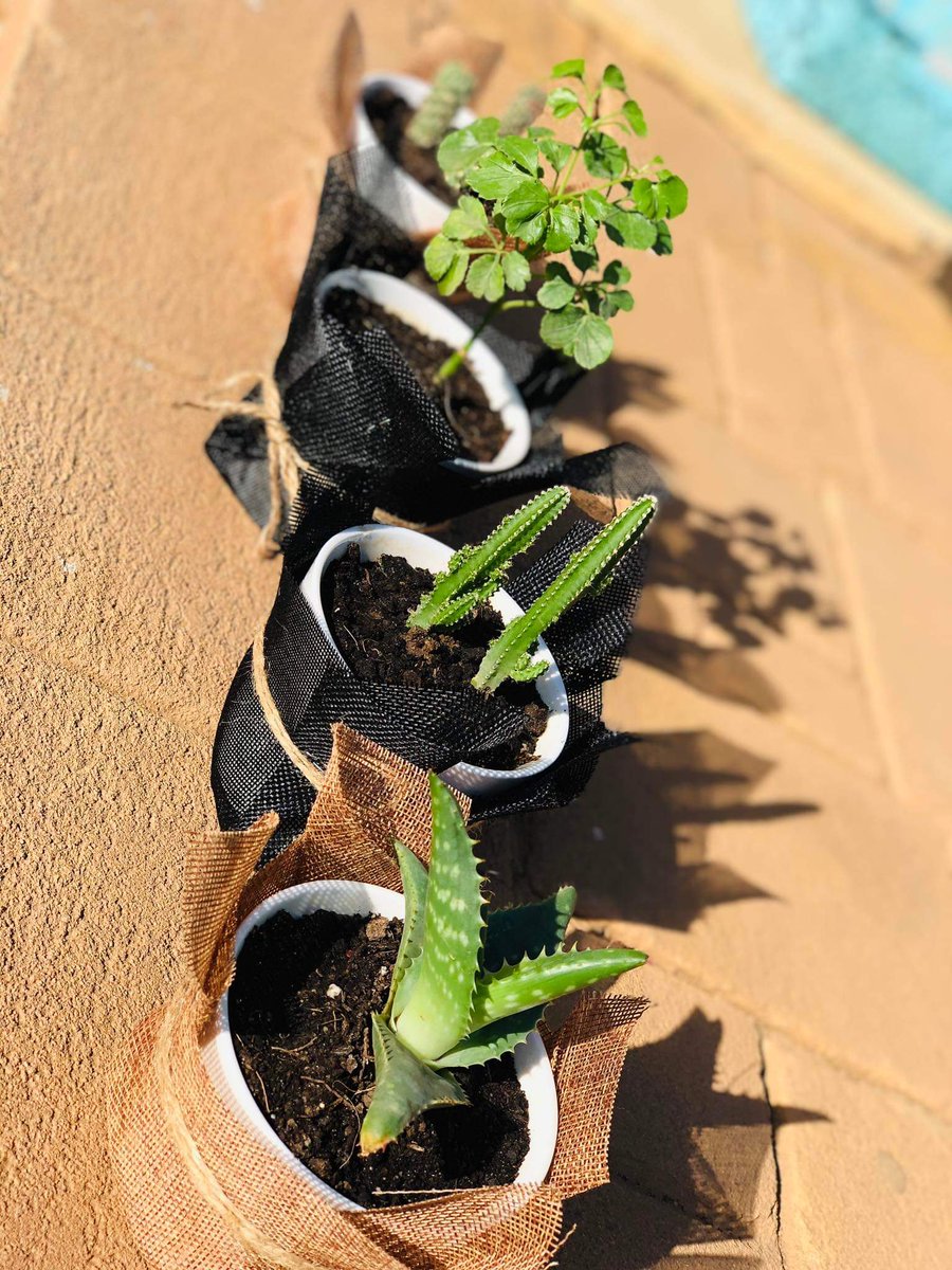 zuhalplants's tweet photo. سحب ✨

على شتله من اختيار الفائز 💚

كل العليك رتويت فقط

السحب بعد ٤ ايام من الرتويت https://t.co/y4Jc5bHPUU