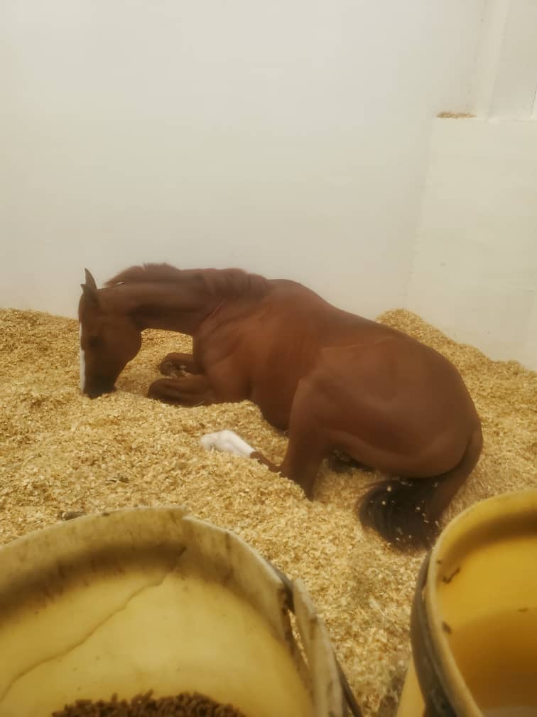 SOL KUNG HEY
Segundo dia en Venezuela, todo ha transcurrido muy bien con la cuarentena muy buen trato para todos los caballos visitantes.