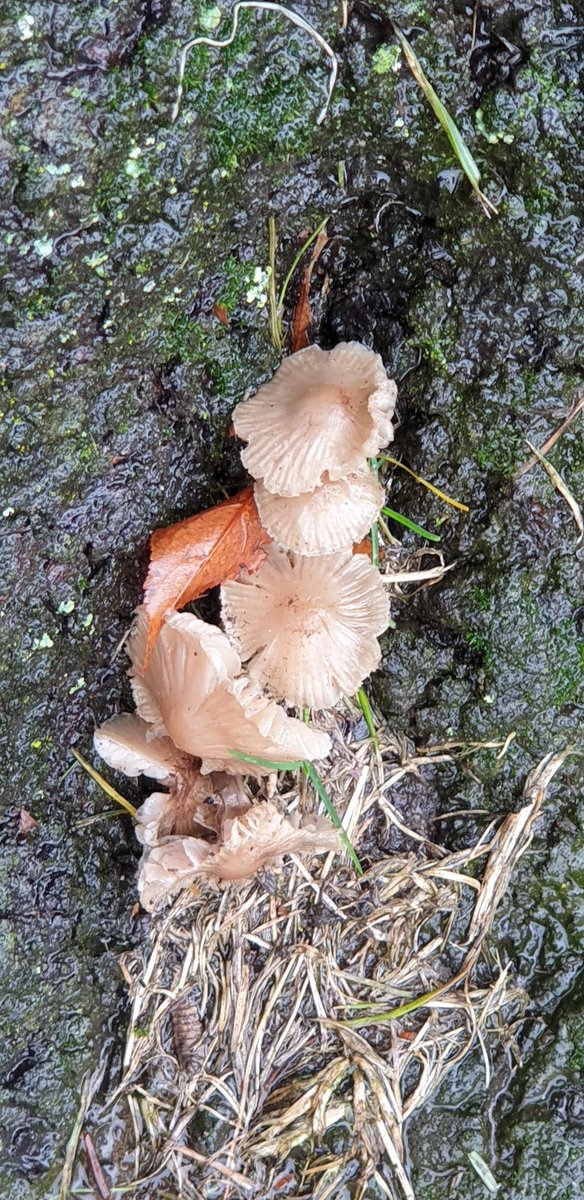 Haven't seen some shrooms for a while, so here are some.
#MotherlandFortSalem #SaveMotherlandFortSalem