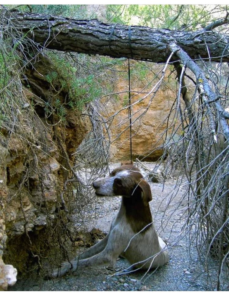 Si los cazadores, como dicen, tratan bien a los animales no debería preocuparles una ley que les protege del maltrato.#ElNuncaLoHariaPSOE <a href="/santicl/">Santos Cerdán León</a> <a href="/sanchezcastejon/">Pedro Sánchez</a>  <a href="/patxilopez/">patxilopez</a> @psoe <a href="/gpscongreso/">PSOE Congreso</a> retiren la enmienda que excluye a los  "perros de caza"  la Ley de Protección Animal