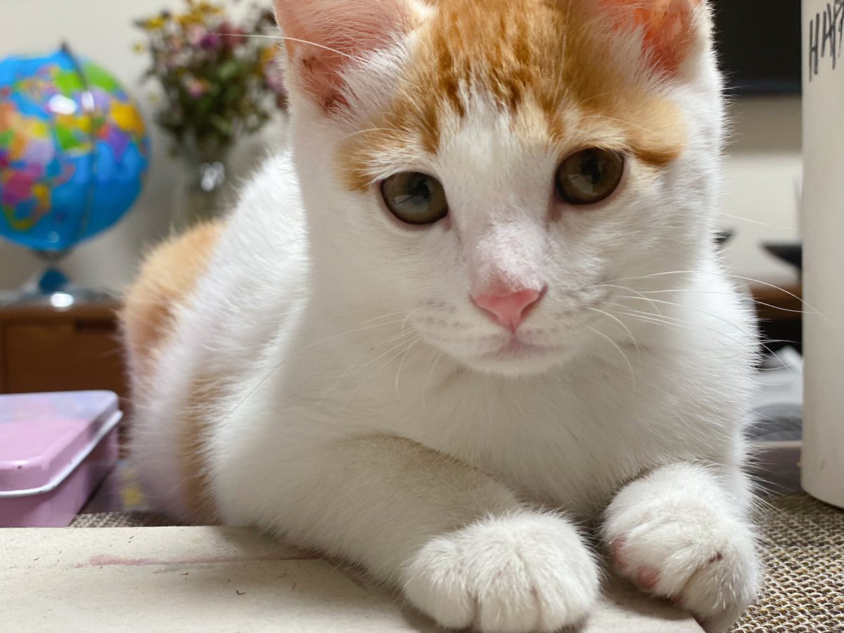 xtingdd's tweet image. Juju, 橘橘