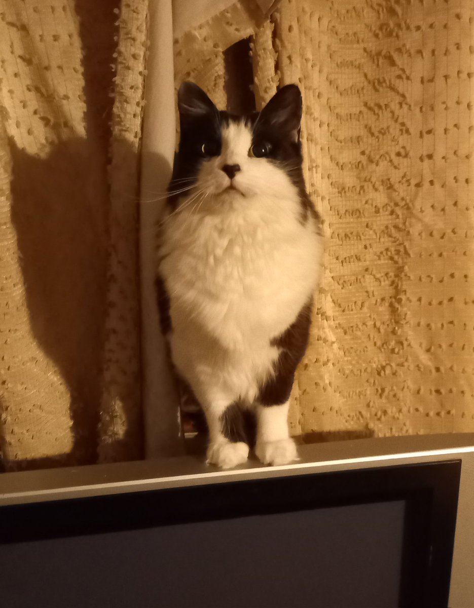 Did you say "chicken"?
Mama looking pretty as a picture. 💞
#CatsofTwittter #CatsOnTwitter #Cats