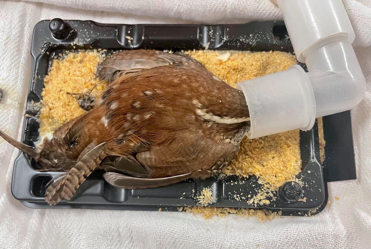 If you find an animal on a glue trap, cover the sticky parts of the trap with dirt, breadcrumbs, etc &amp; cover the animal with a towel until you can get them to a rehabilitator. Removing animals without proper training &amp; sedation can result in injuries like this, &amp; even death.