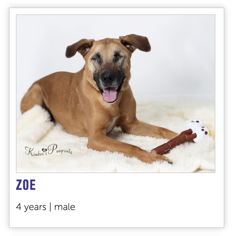 NEHumaneSociety's tweet photo. we heard you weren't able to get those Taylor Swift tickets. that sucks. Zoe isn't seeing her either but for different reasons https://t.co/25zOvwOkDy