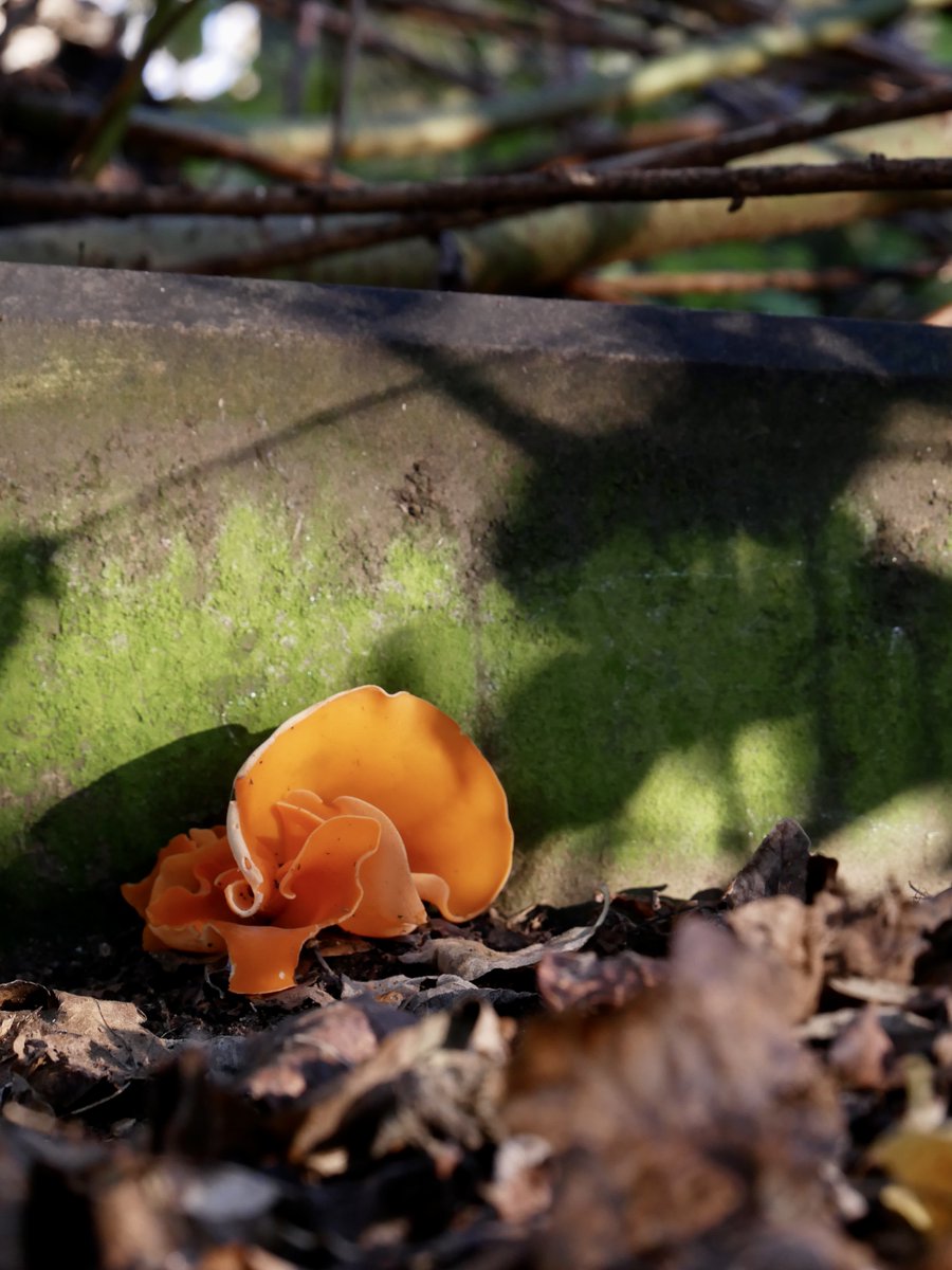 JQCemeteries's tweet photo. Thank you to everyone to came on our Fungi Walk on Sunday. And special thanks to our guide @lukaslarge , for his expertise. We had great sunshine and some fantastic fungi! #warstonelanecemetery #keyhillcemetery #fungiwalk https://t.co/z58XvcdTsf