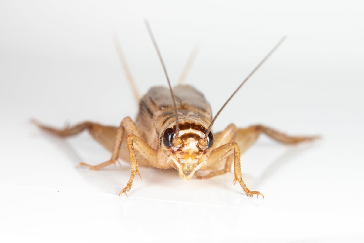 turtlecowsllc's tweet photo. Do you LOVE bugs? Have you ever thought about working with insects as a career? Great news, Ovipost is hiring! 

We are looking for 4 awesome humans to come work for us. Find out more about our open career opportunities on our website at:

https://t.co/CweRDtJZNP https://t.co/RWdtFKY8ol