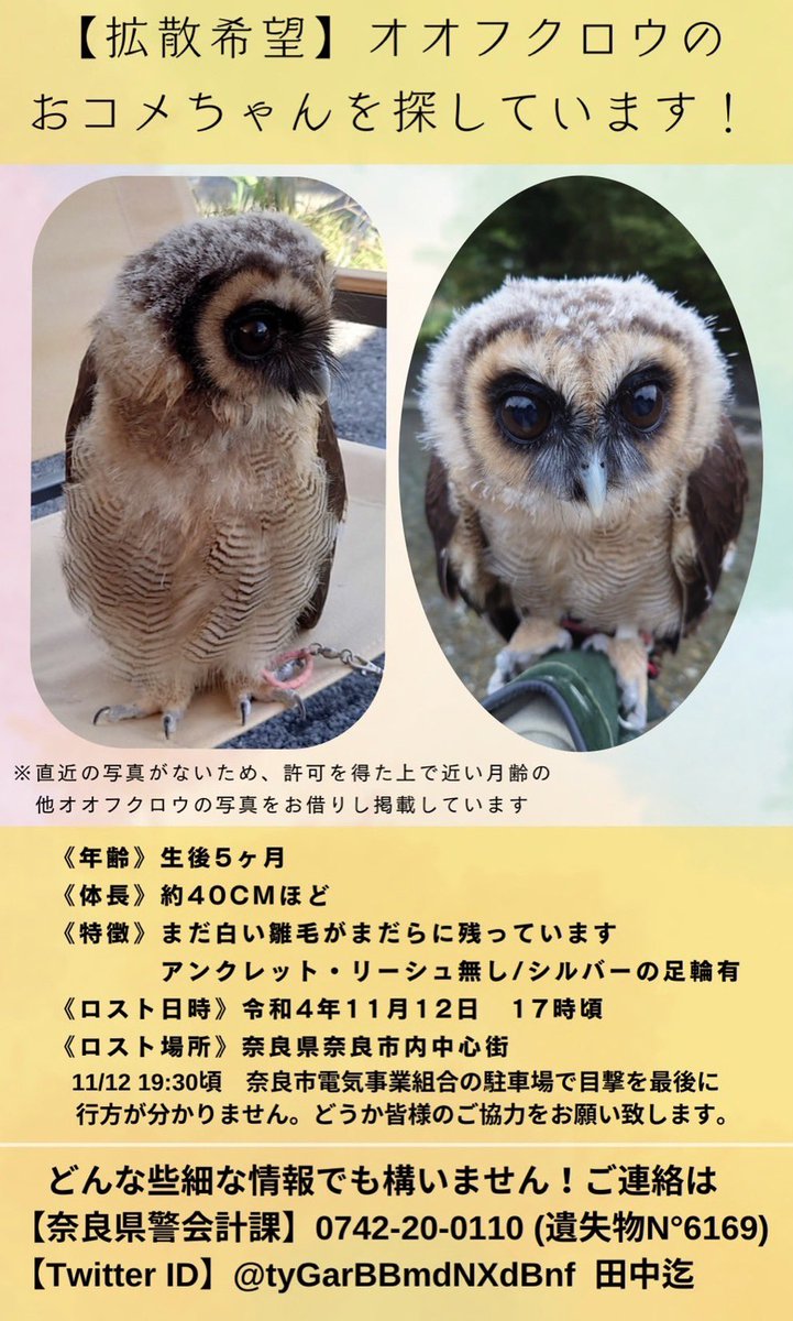 さとまる (@maru3_shake6) on Twitter photo どうか見つかりますように😭 どうか見つかりますように😭