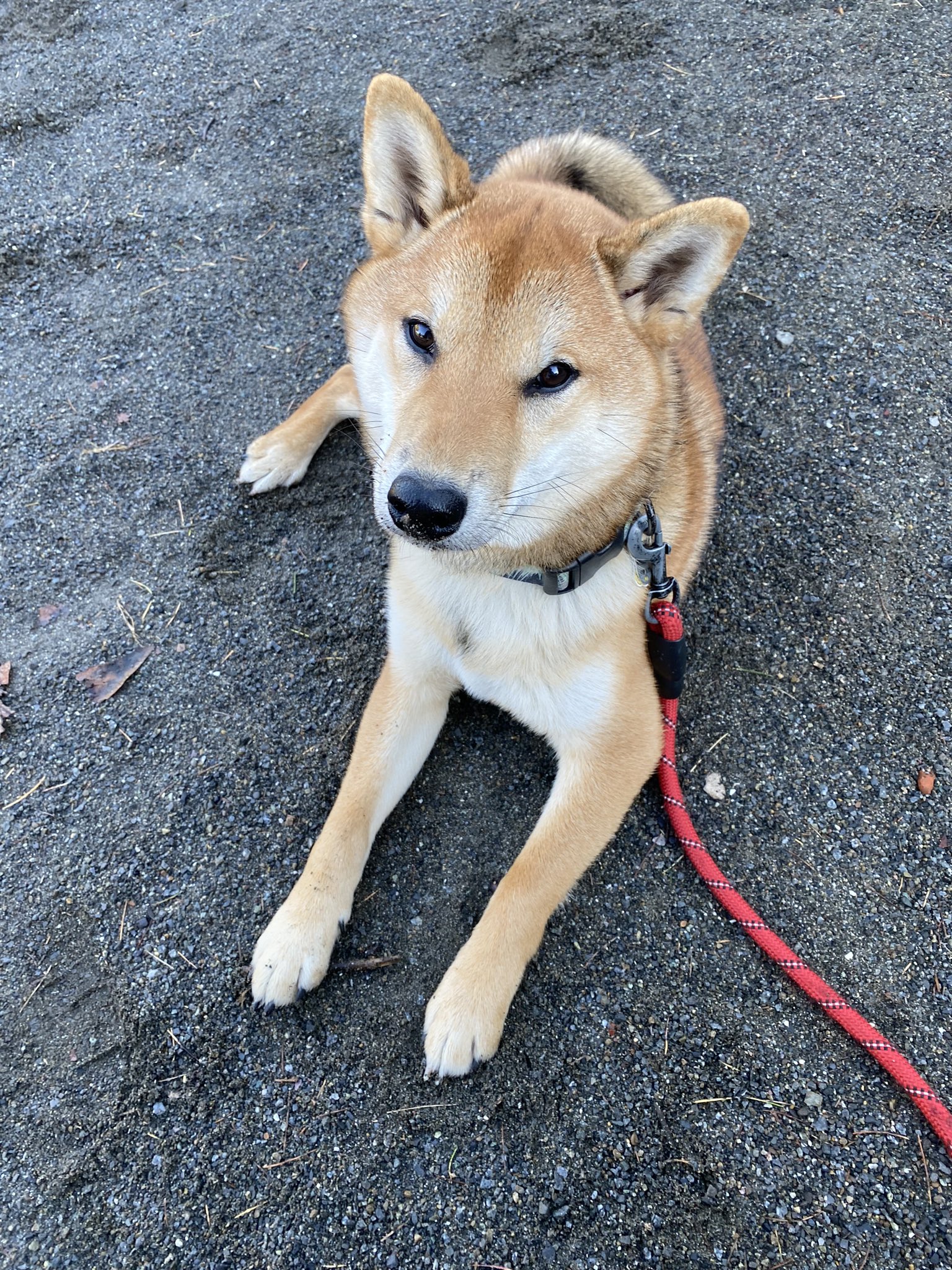 拒否犬 Twitter Search Twitter