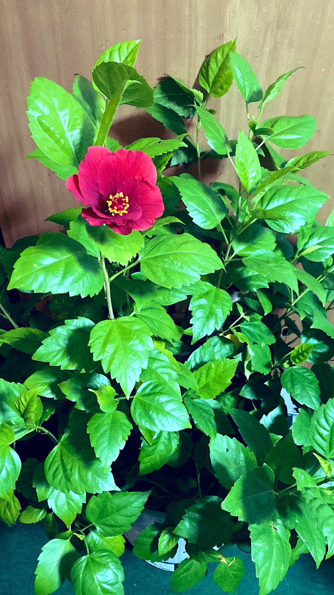UkuleleJs's tweet photo. おはようございます☀
気温10℃西風で寒いです🧣

☕️🎶〜ukulele🌺
#名渡山遼さん 
#Good Night Uklele vol.212
60分梅花さんの音色〜🎶💕朝の目覚めにもやさしい💖

#シャンタウエネ🇪🇹浅煎り 

#碧天とお月様 
#ハイビスカス🌺 

快晴の洗濯日和٩( ᐛ )و✨☀️💙
暖かくしてお過ごしください🎶☕️🌺🤗 https://t.co/899aAzHdMJ