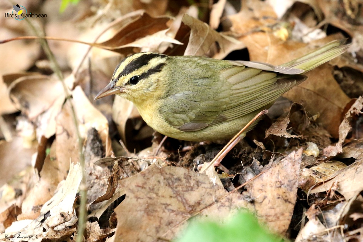 BirdsCaribbean tweet picture