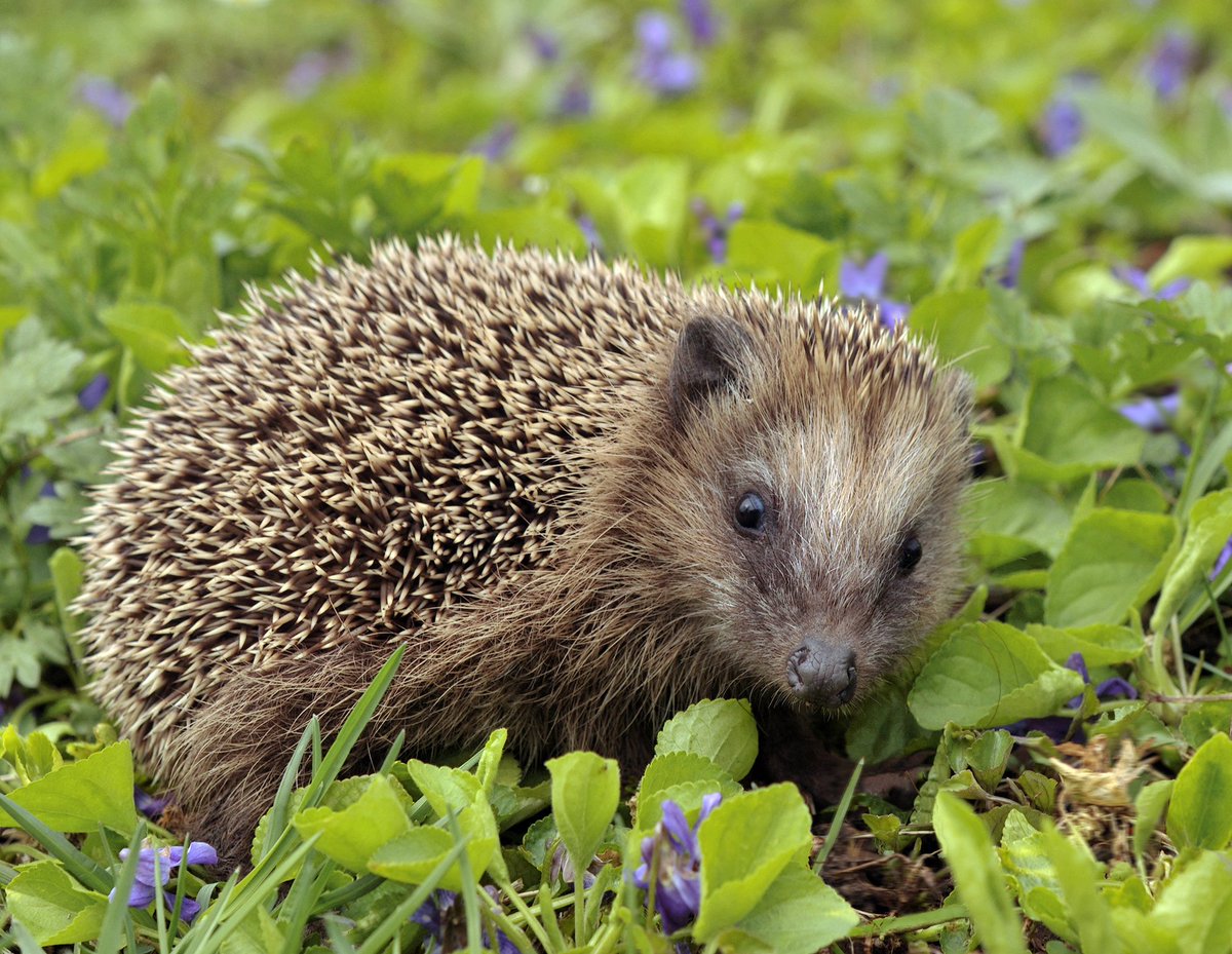 ZadenZane's tweet photo. @hippytea1 @BumTetley @wi78171071 🦔テトリーさんのハリ鼻‼️🦔
Aha! Sorry for some reason this ended up "saved" instead of posted, but here it is. Illustrating Tetley's Fuzzypeg (hedgehog-like) buzzle... do you see what I mean?
#TetleyDog #Fuzzypeg #hedgehogs #buzzles https://t.co/qG1tX5k9mQ